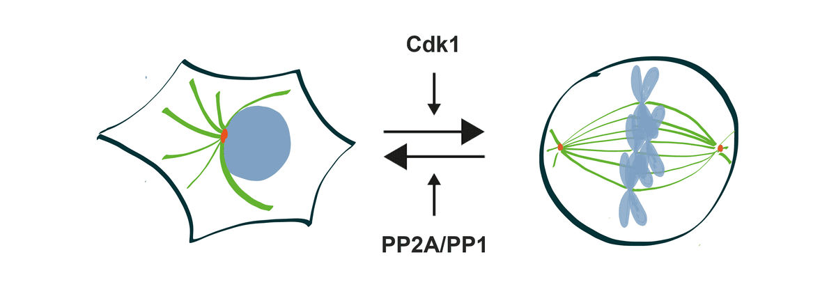 CDK1 and PP2A/PP1 feedback loop in mitotic entry