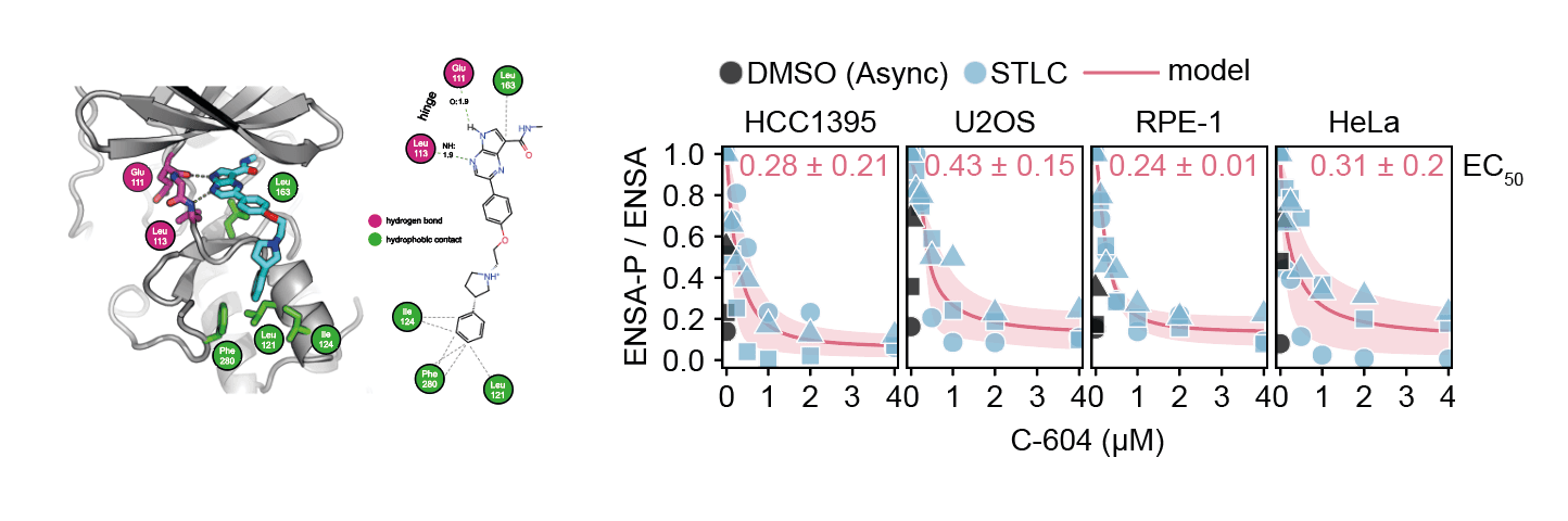 Chemical structure of C-604, a selective Greatwall kinase inhibitor