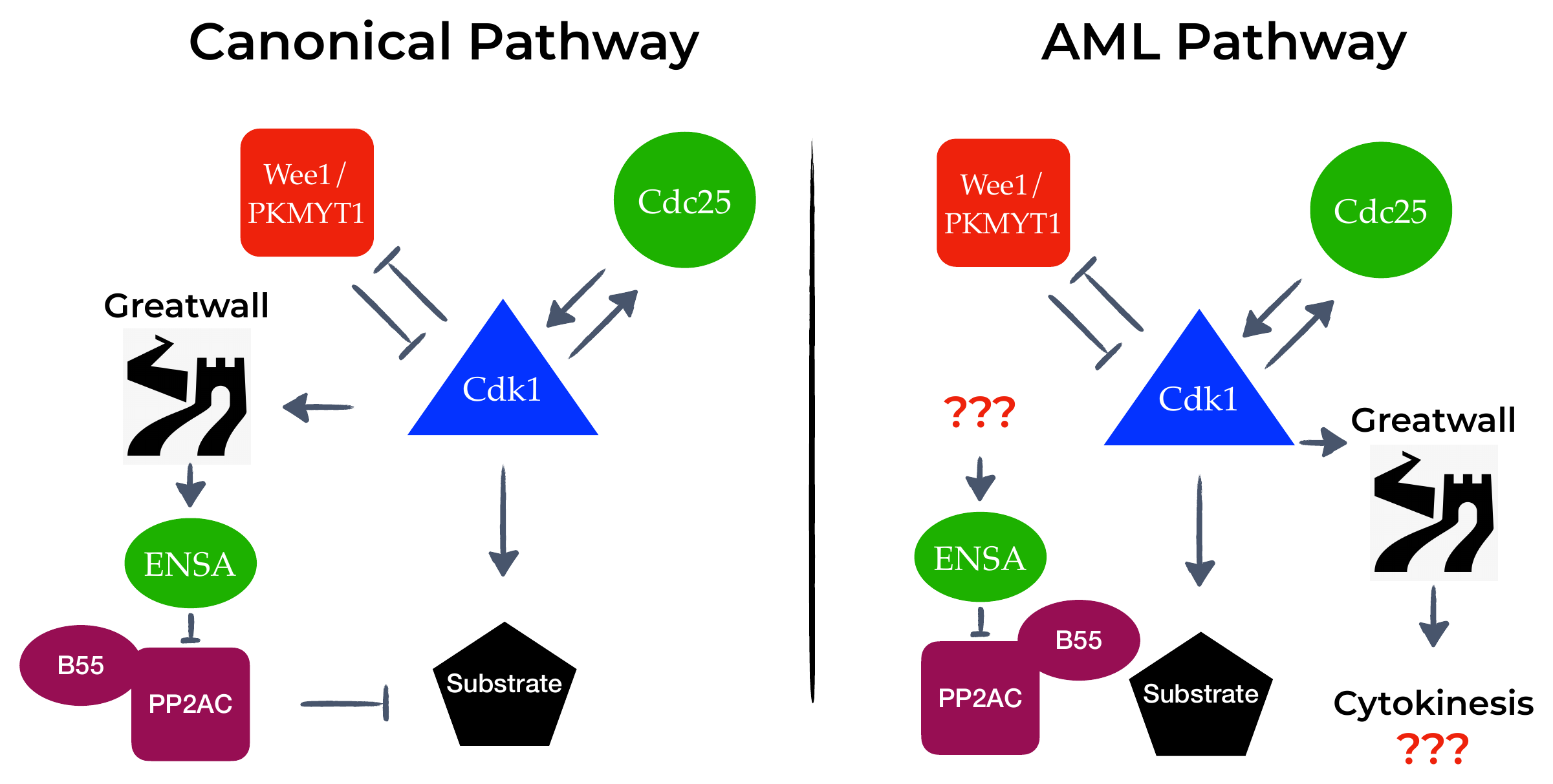 Two pathway diagrams. Left, the canonical pathway: Cdk1 activates Greatwall, which phosphorylates ENSA to inhibit PP2A:B55. Right, the AML pathway: an unknown kinase phosphorylates ENSA, and Greatwall instead acts on cytokinesis.
