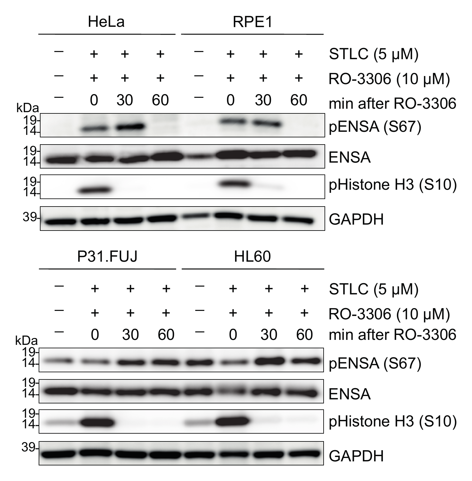 Western blots of pENSA S67, ENSA, phospho-histone H3 S10 and GAPDH in HeLa, RPE1, P31/FUJ and HL60 cells after mitotic arrest and forced mitotic exit.